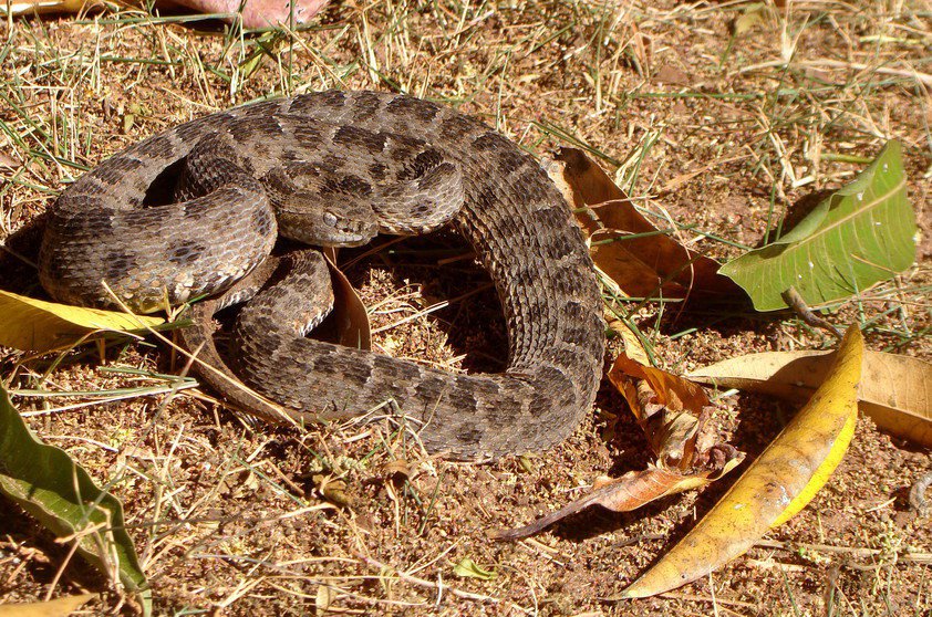 Boca-de-sapo (Bothrops mattogrossensis)